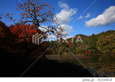 龍安寺の紅葉 龍安寺の紅葉 9150810