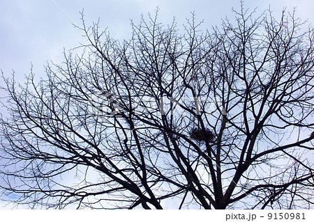 木の上の鳥の巣の写真素材