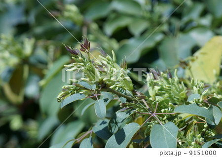 郁子ムベ　別名　常葉通草(ときわあけび) 9151000