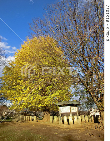 武蔵国分寺七重塔跡 9151037