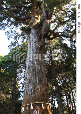 霧島神宮の神木 9151406