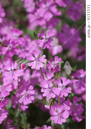 袋撫子　シレネと呼ばれています。 9151531