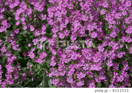 袋撫子　シレネと呼ばれています。 9151533