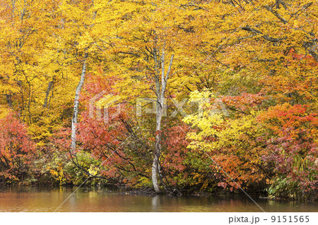 鎌池 鎌池 9151565