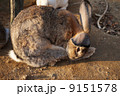 うさぎ 9151578