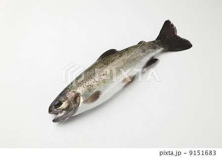 虹鱒 虹鱒 9151683