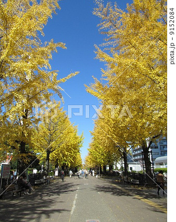 秋の光が丘　ふれあいの径 9152084