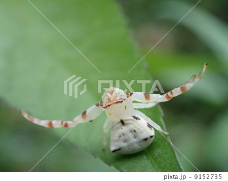 アズチグモ アズチグモ 9152735