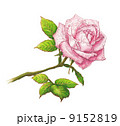 バラ 9152819