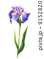 菖蒲 9152820
