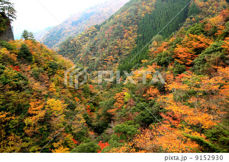 五家荘の紅葉 9152930