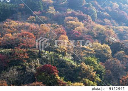 吉野山　秋色 9152945