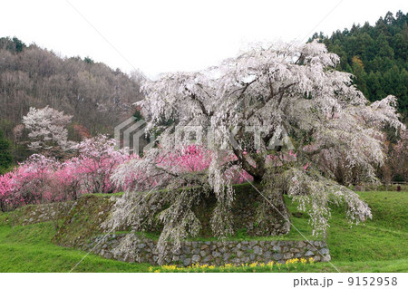 奈良の又兵衛桜 奈良の又兵衛桜 9152958