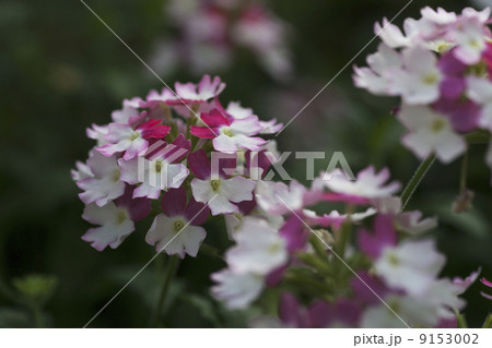 バーベナ・ピンクパフェ 9153002