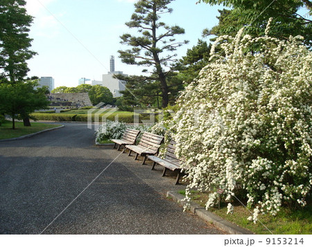 コデマリが咲く春の皇居東御苑 江戸城本丸跡 の写真素材