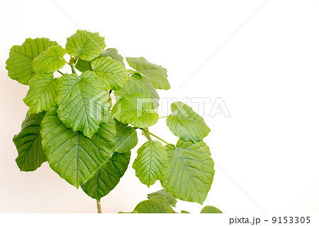 フィカス　ウンベラータ 9153305