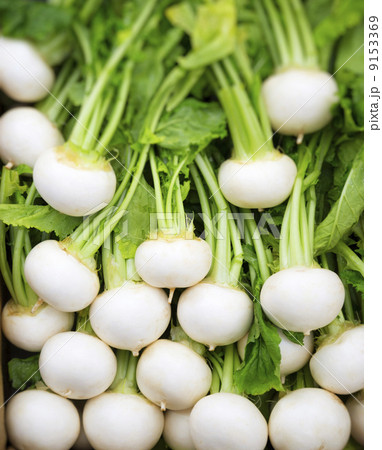 かぶ　野菜 9153369