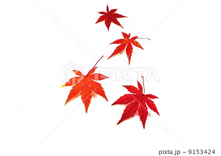 秋コンテンツ・赤いモミジの葉4枚斜俯瞰・白バック横位置 9153424