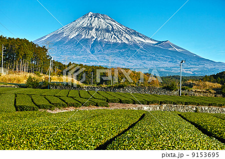 茶畑と富士山 9153695