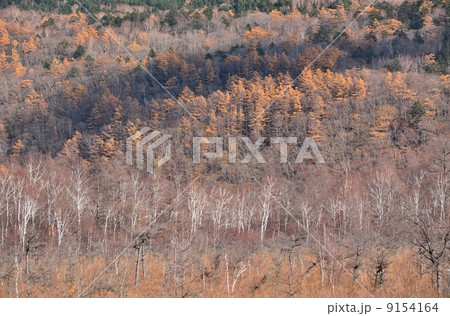 晩秋の戦場ヶ原 9154164