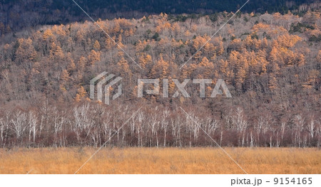 晩秋の森 晩秋の森 9154165