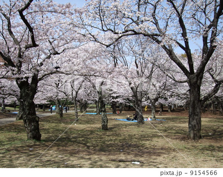 桜が咲く春の代々木公園 桜の園 の写真素材