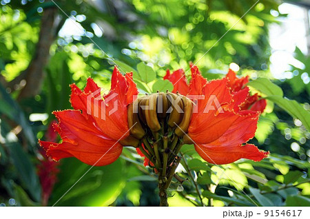 カエンボクの赤い花 カエンボクの赤い花 9154617