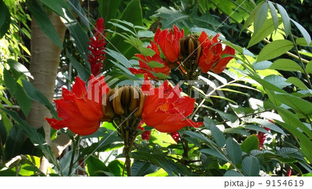 カエンボクの赤い花 カエンボクの赤い花 9154619