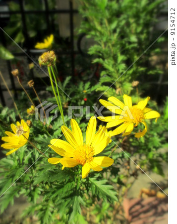 マーガレットコスモスの花 マーガレットコスモスの花 9154712