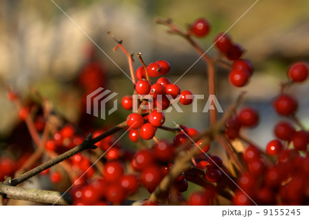 南天の実 9155245