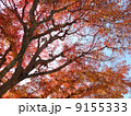 鎌倉の紅葉16 9155333