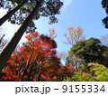 鎌倉の紅葉17 9155334