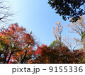 鎌倉の紅葉18 9155336