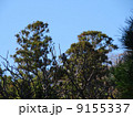 枯れ木にシジュウカラ3 9155337