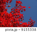 鎌倉の紅葉19 9155338