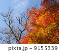 鎌倉の紅葉20 9155339