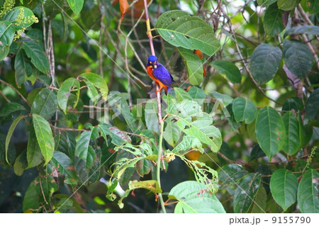 Blue-eared Kingfisher（ルリカワセミ） 9155790