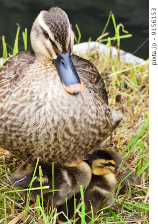 カルガモの親子がお休み中 9156153