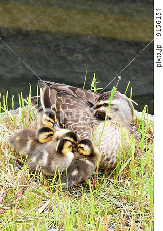 カルガモの親子がお休み中 カルガモの親子がお休み中 9156154