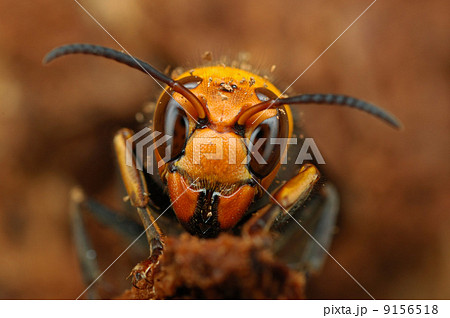 コガタスズメバチ 9156518