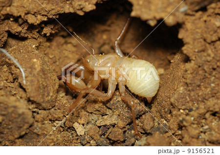 セミ科の一種（幼虫） 9156521