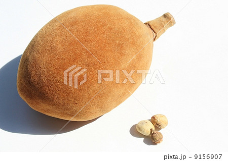 バオバブの実 バオバブの実 9156907