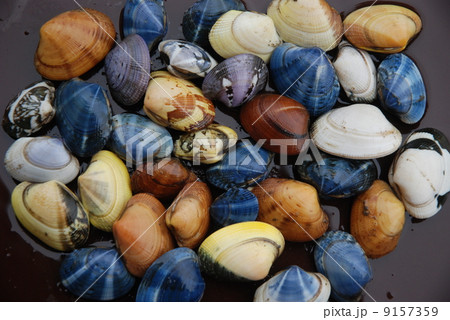 アサリ 9157359