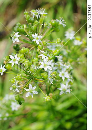 ニラの花と結実 9157362