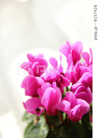 シクラメン 9157426