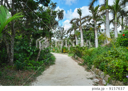 椰子の木 椰子の木 9157637