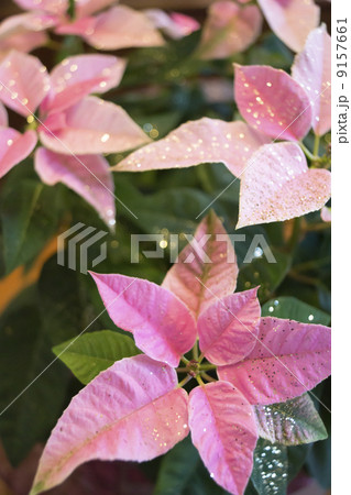 プリンセチア プリンセチア 9157661