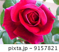 Rose 9157821