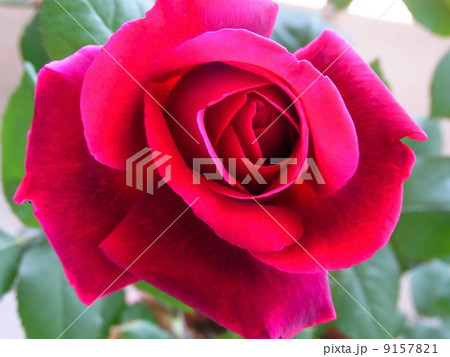 Rose 9157821