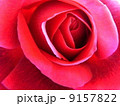 Rose 9157822